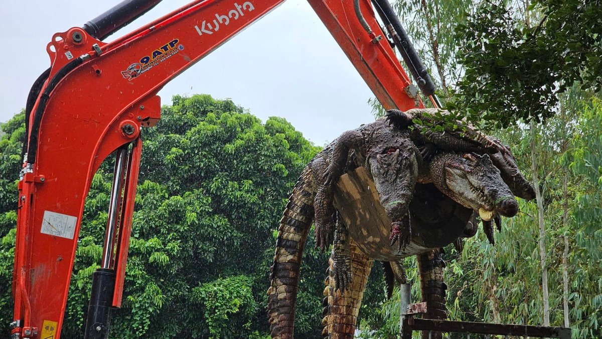 Farm euthanizes 125 crocodiles due to flooding