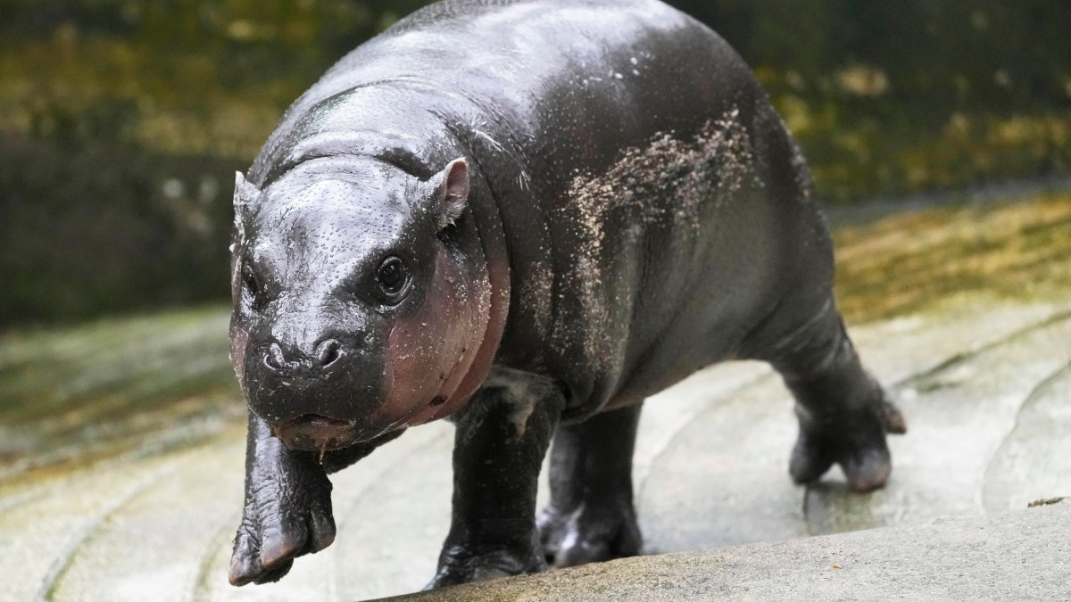 Moo Deng's fame: what is it about this baby hippopotamus that makes people queue up to visit her?
