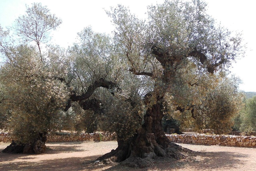 The longest living being on the Iberian Peninsula lives in a small town in Tarragona