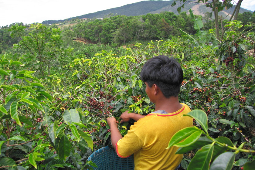 The worst drought in 70 years has caused the price of Colombian coffee to continue rising. 2025 doesn't look better