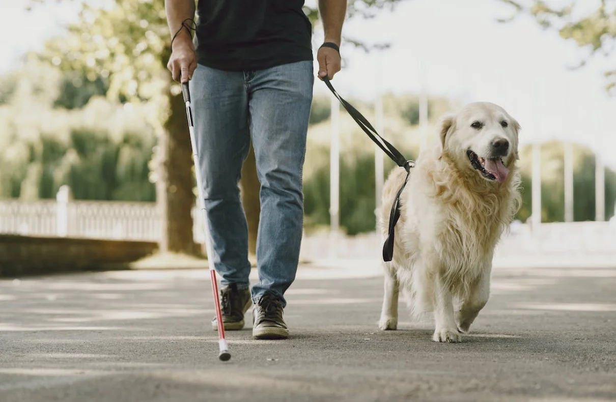 Transforming The Lives Of Stable Dogs Tips To Improve Their Well-being