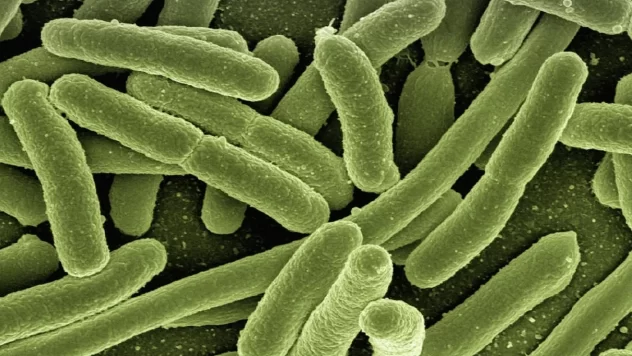 Bacteria That Can Read And Count