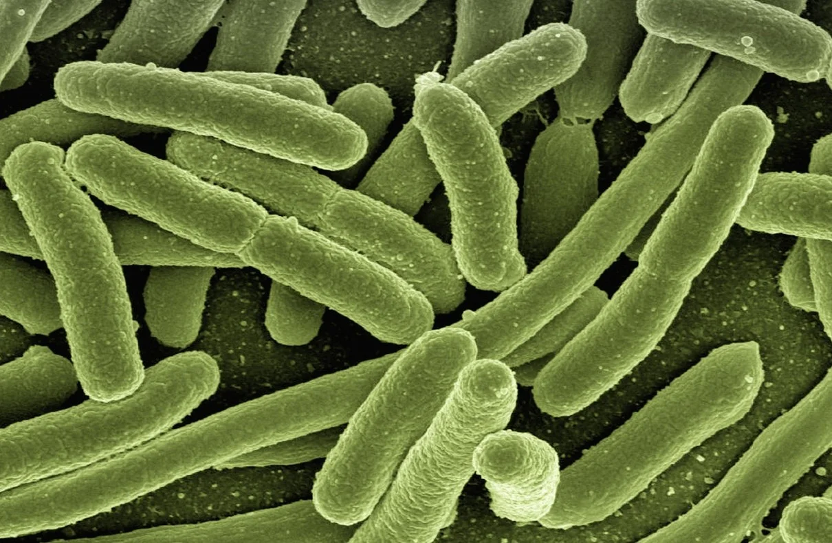 Bacteria That Can Read And Count