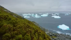 Green Area In Antarctica Is Increasing At An Alarming Rate, Scientists Said- This Is A Warning Bell