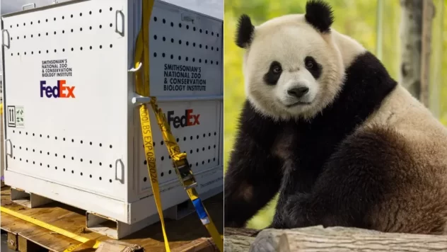 Two Giant Pandas Arrive At The National Zoo In Washington Dc From China