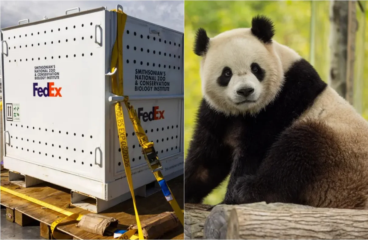 Two Giant Pandas Arrive At The National Zoo In Washington Dc From China